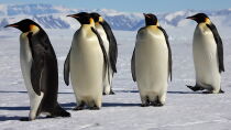 Die Reise der Pinguine