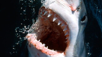 10 Animals That Will Kill You Trailer