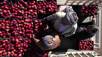 1001 Apples Trailer