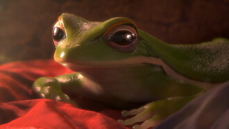 2018 Oscar Nominated Short Films: Animation Trailer