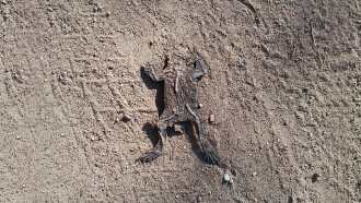 283 Frogs Trailer