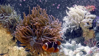 3D Aquarium Trailer