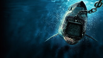 6000-LB. Shark Trailer