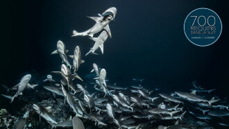 700 Sharks (Gombessa 4, Genesis) Trailer