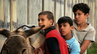 A Boy, A Wall, and A Donkey Trailer