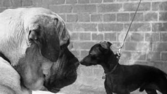 A Cat And Dog Life Trailer
