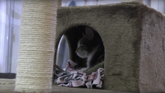 A Day at the Cat Cafe Trailer