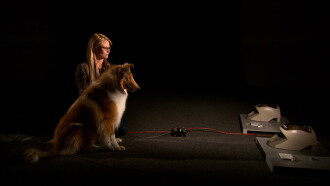 A Dog's Life Trailer