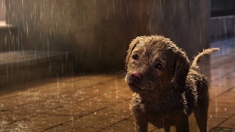 A Dog's Life Trailer