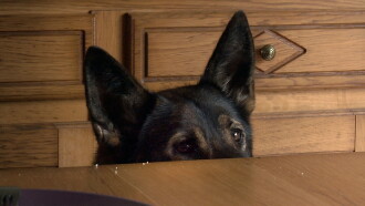 A Dog's Luck Trailer