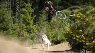 A Dog's Tale Trailer