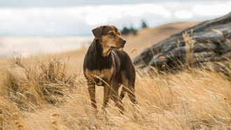 A Dog's Way Home Trailer