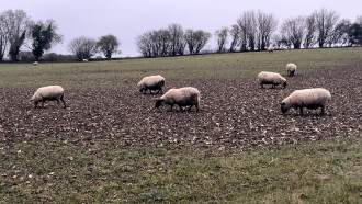 A Field of Sheep Trailer