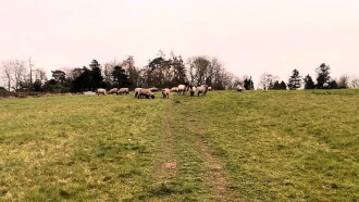 A Field of Sheep Part 2 Trailer