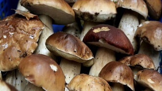 A fond sur le champignon Trailer