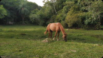 A horse looked at the sky with hope of escape Trailer