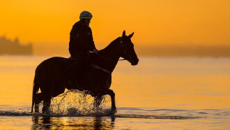 A Horse Named Winx Trailer