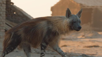 A Hyena like No Other Trailer