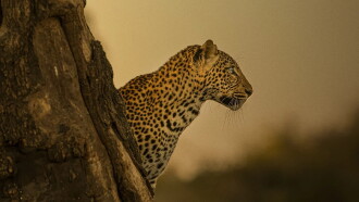 A Leopard's Legacy Trailer