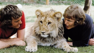 A Lion Called Christian Trailer