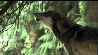 A Man Among Wolves Trailer
