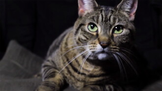 A Meowy Christmas Trailer