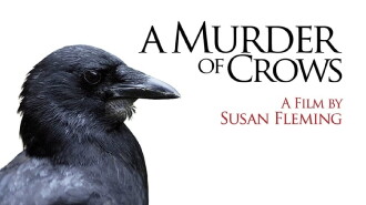 A Murder of Crows Trailer