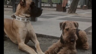 A Puppy from the Constellation of the Dog Trailer