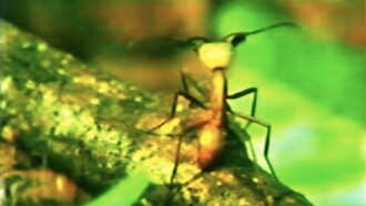 A Thousand Million Million Ants Trailer