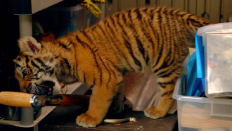 A Tiger's Tail Trailer