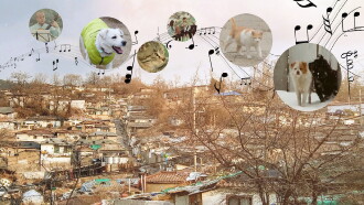 A Time for Dogs and Cats Trailer