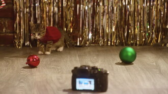 A Very Kitty Cocktail Party Trailer