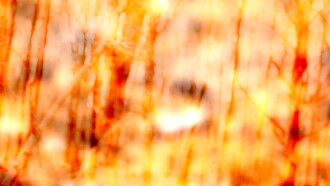 A Walk in the Woods Trailer