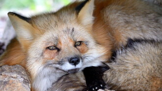 A Wild Fox Life Trailer