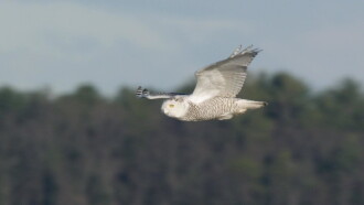 A Winter's Tale: The Journey Of The Snowy Owls Trailer