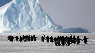 A Woman in Antarctica Trailer