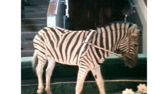 A Zebra Was Stolen Trailer