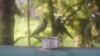 Aarodengilum Mindande Trailer