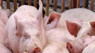 Abattoirs, élevages, braconnage, les nouveaux scandales de la maltraitance animale Trailer