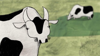 About a Cow Trailer