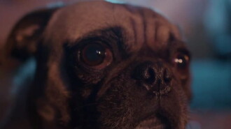 Accomplice Trailer