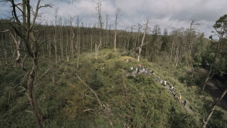 Acid Forest Trailer