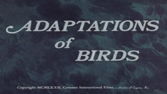 Adaptations of Birds Trailer