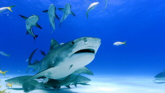 Adventure Caribbean 3D: Diving With Sharks Trailer