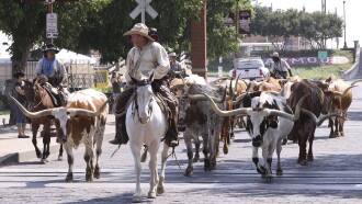 Adventures of Bailey: A Night in Cowtown Trailer