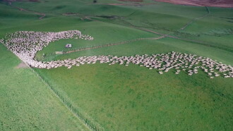Aerial New Zealand Trailer