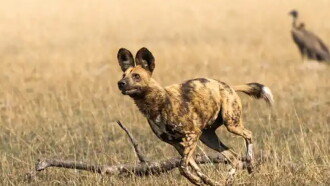 African Adventure: Safari in the Okavango Trailer