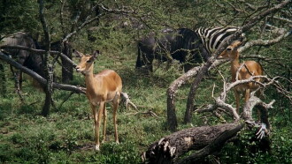 African Bambi Trailer