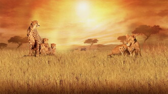 African Cats Trailer