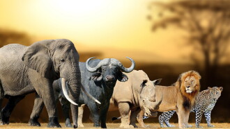 Africa's Big Five Trailer